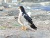 White-throated Caracara (Phalcoboenus albogularis) - Wiki