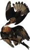 Guadalupe Caracara (Polyborus lutosus) - Wiki