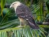 Yellow-headed Caracara (Milvago chimachima) - Wiki