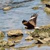 Chimango Caracara (Milvago chimango) - Wiki