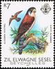 Seychelles Kestrel (Falco araea) - Wiki