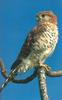 Mauritius Kestrel (Falco punctatus) - Wiki