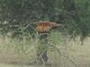 Fox Kestrel (Falco alopex) - Wiki