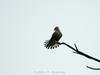 Dickinson's Kestrel (Falco dickinsoni) - Wiki