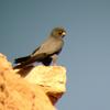 Sooty Falcon (Falco concolor) - Wiki