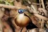 Giant Coua (Coua gigas) - Wiki