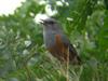 Benson's Rock-thrush (Monticola bensoni) - Wiki