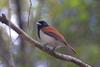 Rufous Vanga (Schetba rufa) - Wiki