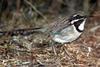 Long-tailed Ground-roller (Uratelornis chimaera) - Wiki