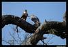 Orange-breasted Falcon (Falco deiroleucus) - Wiki