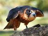 Australian Hobby (Falco longipennis) - Wiki