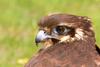 Brown Falcon (Falco berigora) head