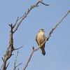 Grey Falcon (Falco hypoleucos) - Wiki