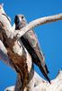 Black Falcon (Falco subniger) - Wiki