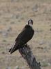 Lanner Falcon (Falco biarmicus), Africa