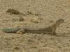 Indian Spiny-tailed Lizard (Saara hardwickii) - Wiki