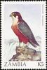 Taita Falcon (Falco fasciinucha) - Wiki