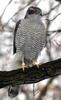 Goshawk species list