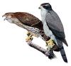 Northern Goshawk (Accipiter gentilis) - Wiki