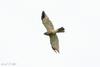 Chinese Goshawk (Accipiter soloensis) - Wiki
