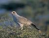 Dark Chanting Goshawk (Melierax metabates) - Wiki