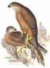 Red Goshawk (Erythrotriorchis radiatus) - Wiki