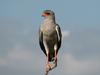 Pale Chanting Goshawk (Melierax canorus) - Wiki