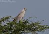 Eastern Chanting Goshawk (Melierax poliopterus)