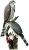 Hawk (Order: Falconiformes) - Wiki