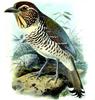 Short-legged Ground-roller (Brachypteracias leptosomus) - Wiki