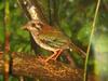 Scaly Ground-roller (Brachypteracias squamiger) - Wiki