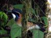 Pitta-like Ground-roller (Atelornis pittoides) - Wiki