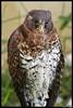 Collared Forest-falcon (Micrastur semitorquatus) - Wiki
