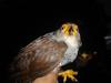 Barred Forest-falcon (Micrastur ruficollis) - Wiki