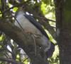 Slaty-backed Forest-falcon (Micrastur mirandollei) - Wiki