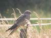 Montagu's Harrier (Circus pygargus) - Wiki