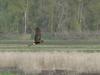 Northern Harrier, Hen Harrier (Circus cyaneus) - Wiki