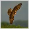 Eastern Marsh Harrier (Circus spilonotus) - Wiki