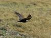 African Marsh Harrier (Circus ranivorus) - Wiki