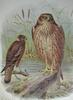 Swamp Harrier (Circus approximans) - Wiki
