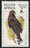 Black Harrier (Circus maurus) - Wiki