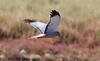 Cinereous Harrier (Circus cinereus) - Wiki