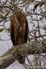 African Harrier-hawk (Polyboroides typus) - Wiki