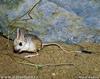 Jerboa (Family: Dipodidae) - Wiki