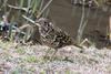 White's Thrush (Zoothera dauma) - Wiki