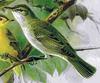 Olive-tree Warbler (Hippolais olivetorum), painting
