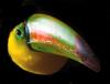 Toucan (Family: Ramphastidae) - Wiki