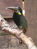 Guianan Toucanet (Selenidera culik) - Wiki