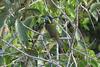 Golden-collared Toucanet (Selenidera reinwardtii) - Wiki