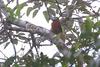 Spot-billed Toucanet (Selenidera maculirostris) - Wiki